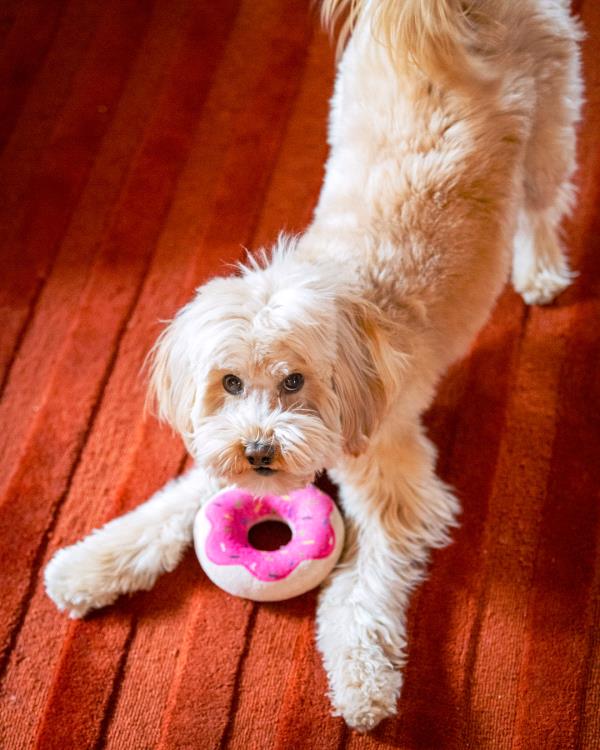 /Images/uploads/The Santa Fe New Mexican/santafepetcontest/entries/33938thumb.jpg